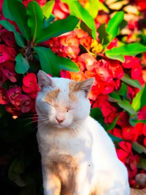 Zrelaksowany kot na tle kwiatów