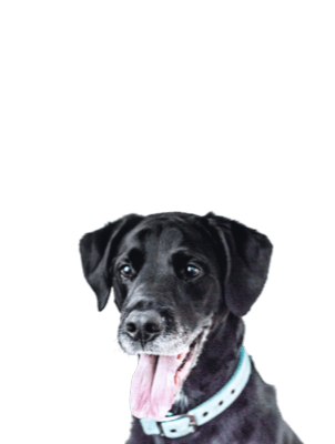 głowa czarnego zadowolonego psa