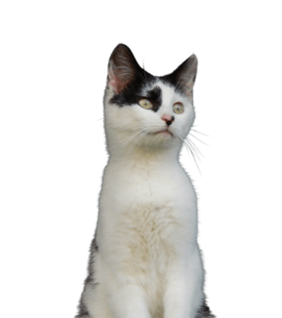 Mały biało-czarny kotek