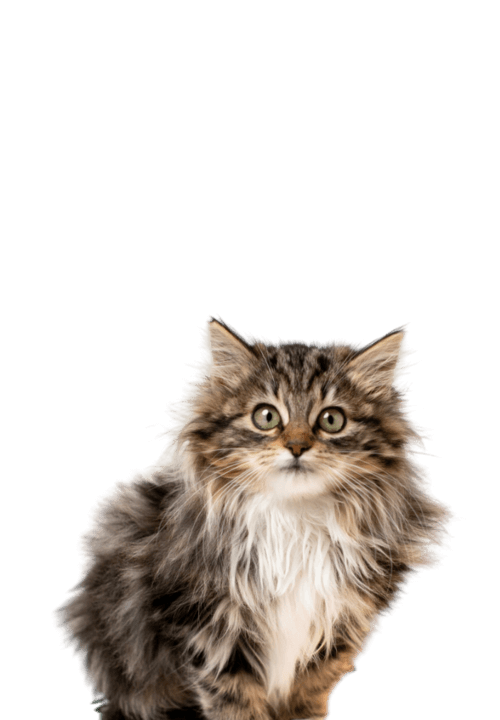 Mały puchaty kotek patrzący w obiektyw