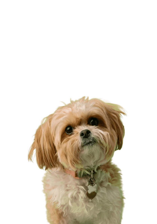 mały brązowy piesek patrzący w obiektyw